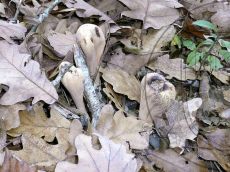 Clavariadelphus-pistillaris_Навагир